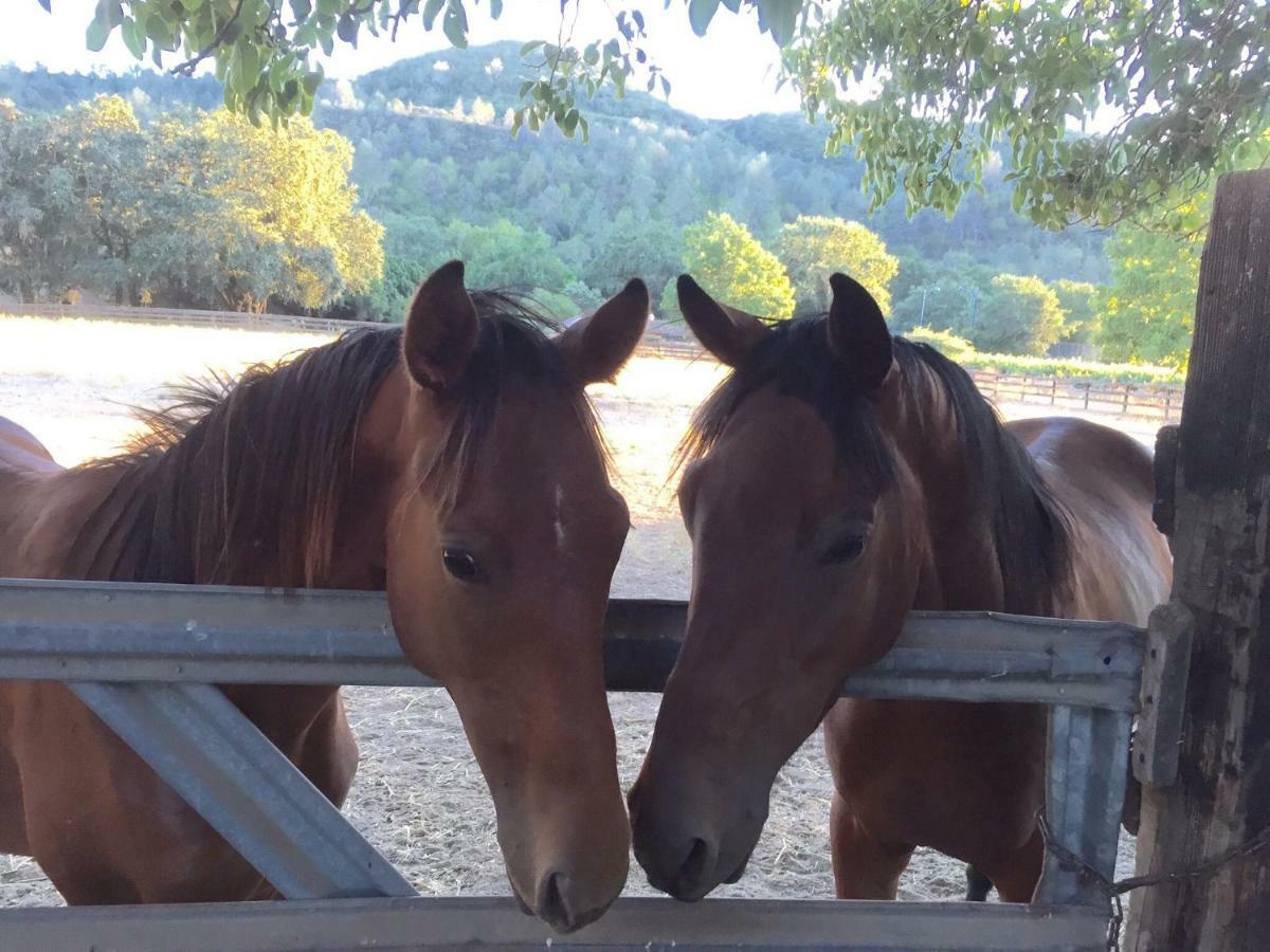 Rustridge Ranch & Winery Bed & Breakfast เซนต์เฮเลนา ภายนอก รูปภาพ